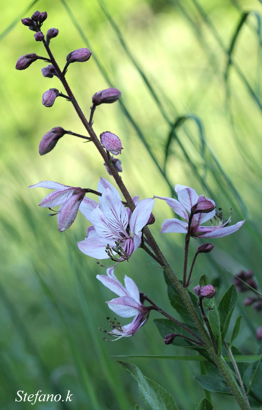 Dictamnus albus